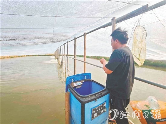 黃劍秋使用自動投料機喂蝦，觀察對蝦生長情況。
