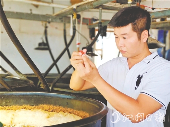 馮雄偉仔細觀察對蝦種苗。