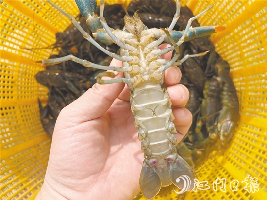 澳洲藍(lán)龍蝦品質(zhì)優(yōu)、價(jià)格高。