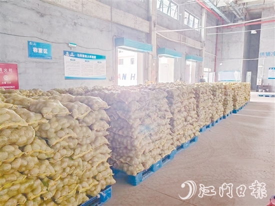 得益于廣東供銷（恩平）天業(yè)冷鏈物流產(chǎn)業(yè)園，已收獲的馬鈴薯得到較好的存放，還可以根據(jù)市場變化錯峰出售，爭取更好的價格。