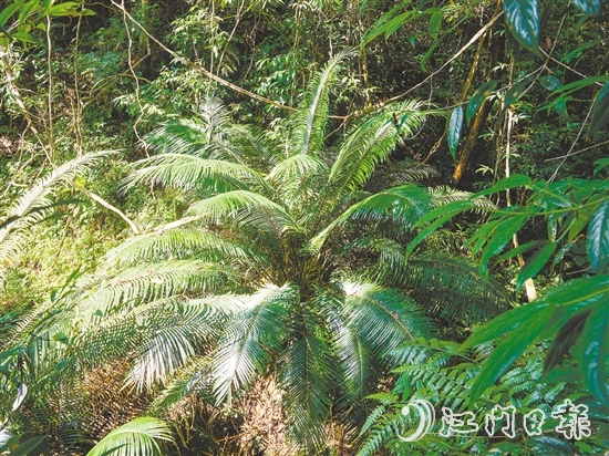七星坑保護(hù)區(qū)內(nèi)首次發(fā)現(xiàn)國(guó)家一級(jí)保護(hù)植物——仙湖蘇鐵。