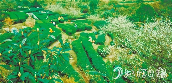 大沙鎮(zhèn)得天獨(dú)厚的自然環(huán)境孕育了品質(zhì)優(yōu)異的大沙茶。