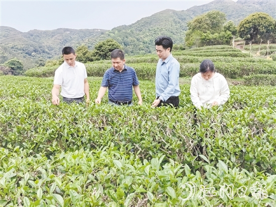 大沙鎮(zhèn)人大主動(dòng)開展采茶工招聘宣傳工作，為群眾提供就近務(wù)工機(jī)會(huì)。