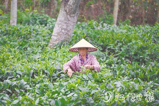 清晨，采茶工在茶山上采摘今年的新茶。