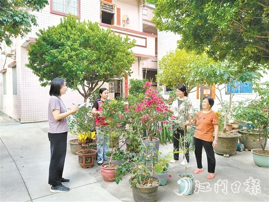 江海區(qū)鄉(xiāng)村綠化工作深入人心。圖為禮樂街道駐新華村干部、村“兩委”干部入戶開展鄉(xiāng)村綠化評分。