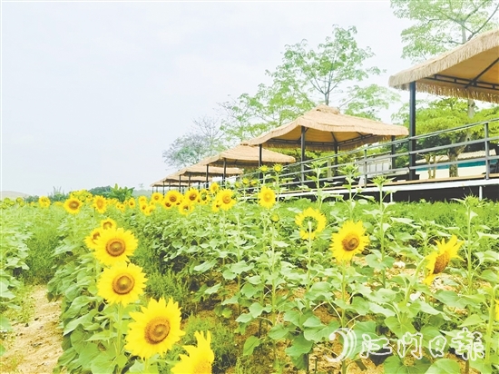 行走在西坑村，綠樹成蔭、鮮花盛開、空氣清新，一幅生態(tài)宜居的美麗鄉(xiāng)村畫卷徐徐展開。