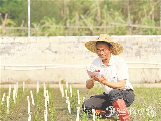 臺山市農業(yè)技術推廣中心良種示范場場長謝文青