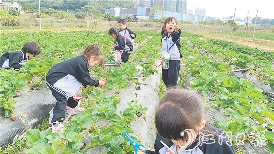 每逢周末，不少孩子來到臺城街道桂水村的小鮮農(nóng)場體驗采摘果蔬的樂趣。