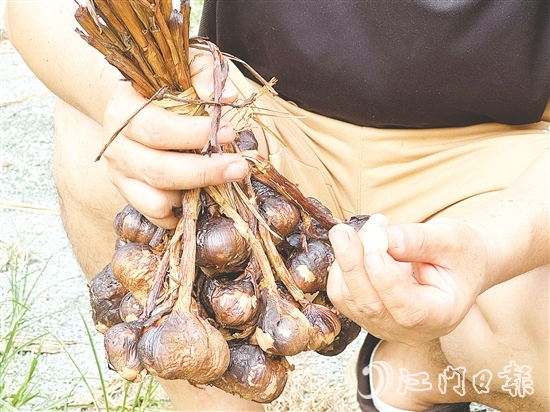 金山火蒜。