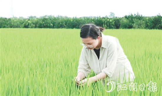王蒙主要負(fù)責(zé)水稻、玉米的新品種選育、比較試驗(yàn)及示范推廣工作。