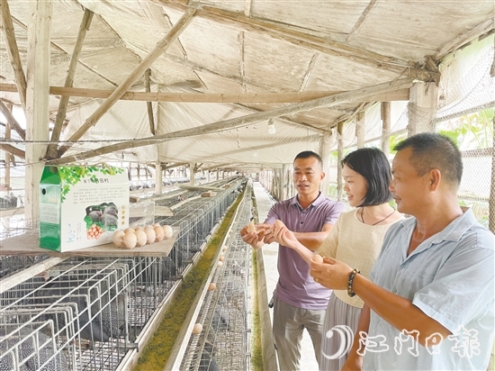 馮匯琪（中）走進(jìn)珍珠雞養(yǎng)殖場，為弓田村土特產(chǎn)“帶貨”。