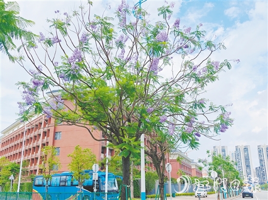 藍紫色的花朵如夢如幻。