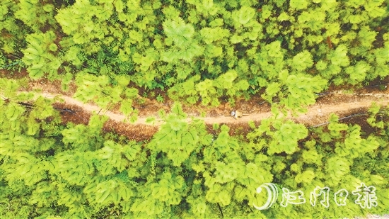 選手們騎行在山林間，和恩平美麗自然風(fēng)光融為一體。