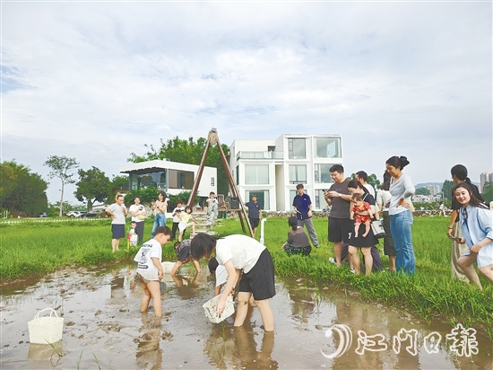 近段時(shí)間，不少外地游客專(zhuān)門(mén)到恩平市簕菜文化創(chuàng)意園參與農(nóng)耕活動(dòng)。