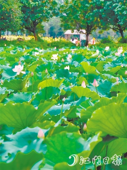 江海都市農(nóng)業(yè)生態(tài)園荷花悄然綻放，預(yù)計(jì)端午前后進(jìn)入盛花期。龔靜