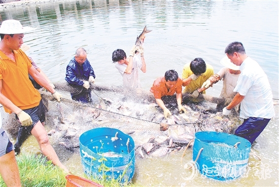 好山出好水、好水養(yǎng)好魚，恩平水資源豐富，水質(zhì)優(yōu)良，適合發(fā)展水產(chǎn)養(yǎng)殖。