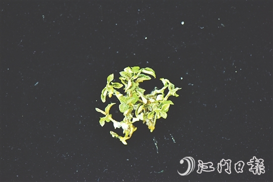 金線蘭全草均可入藥，曾被譽(yù)為“藥中之王”。