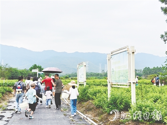 恩平市簕菜文化創(chuàng)意園打造集文旅、飲食、研學(xué)、農(nóng)耕等于一體的旅游綜合體。