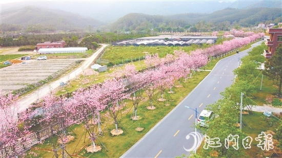 鶴山市堅(jiān)持全市“一盤棋”推進(jìn)鄉(xiāng)村綠化工作。圖為鶴城鎮(zhèn)城西村櫻花大道。