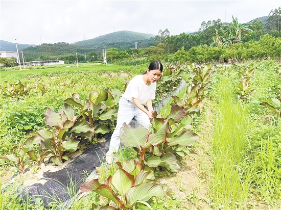 我市150多名像官利蘭這樣的第一書記，作為“生力軍”奮戰(zhàn)在“百千萬工程”第一線。