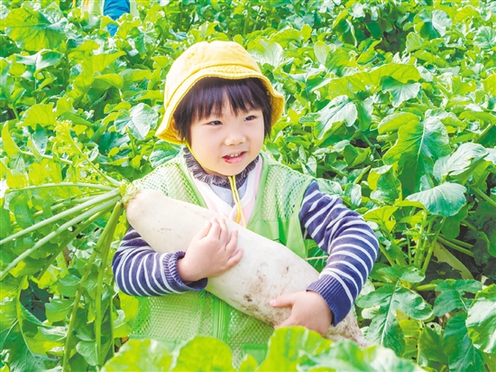 崖門甜水蘿卜肉質(zhì)細(xì)膩、清甜無渣。