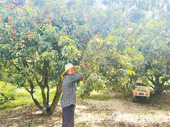 北陡鎮(zhèn)部分品種的荔枝已上市。