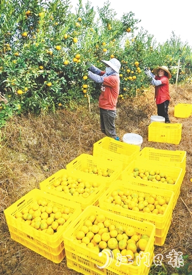 恩平壯大茶枝柑產(chǎn)業(yè)，帶動農(nóng)戶增收致富。