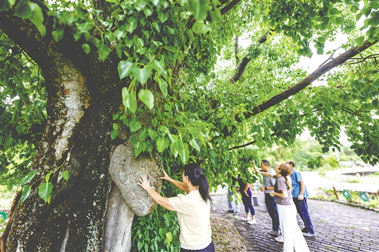 菩提古樹公園擁有一棵樹齡715年的菩提古樹。