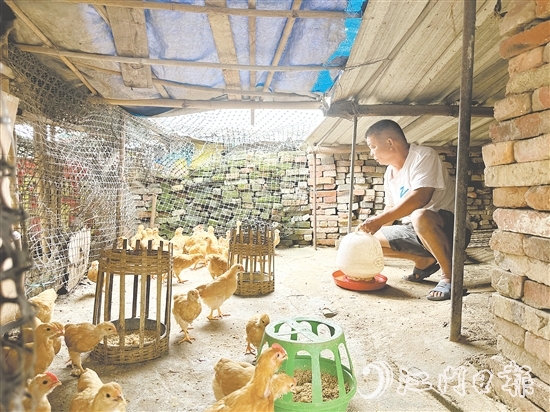 勞大叔掌握養(yǎng)雞技術(shù)后，家里的生活發(fā)生了變化。
