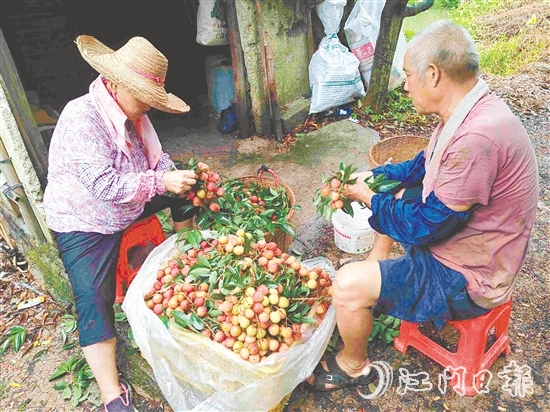 果園內(nèi)，果農(nóng)在整理剛摘下的荔枝。