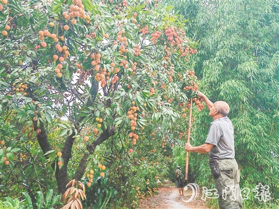 慈溪村荔枝批量上市，紅色的果實(shí)壓彎了枝頭。