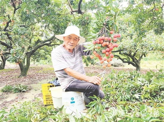 今年宅梧荔枝總產(chǎn)量預計250萬公斤，目前已陸續(xù)上市。