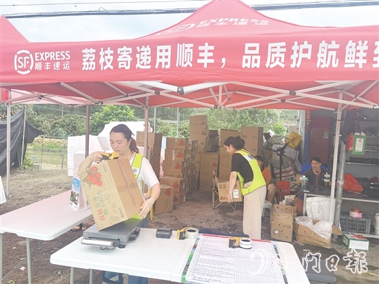 順豐、京東等快遞企業(yè)已進駐宅梧鎮(zhèn)荷村村，助力宅梧荔枝走上全國消費者的餐桌。