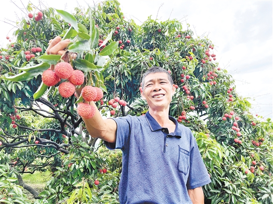 今年宅梧荔枝大豐收，總產(chǎn)量預(yù)計(jì)約250萬(wàn)公斤。
