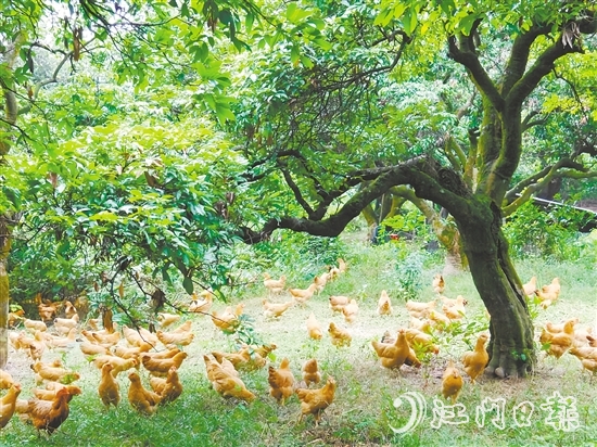 金雞鎮(zhèn)立足資源稟賦，加快推動農業(yè)產業(yè)轉型升級，通過整合鎮(zhèn)域八大類22個特色農產品，打造“金雞優(yōu)品”區(qū)域品牌。