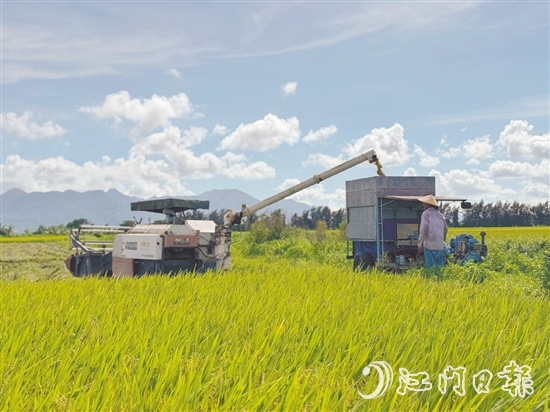汶村鎮(zhèn)上萬(wàn)畝稻田迎來(lái)豐收，大耕戶爭(zhēng)分奪秒搶收。