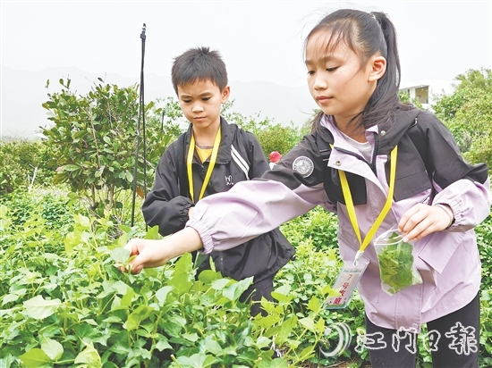 恩平簕菜富含黃酮類化合物、生物堿及多種微量元素。