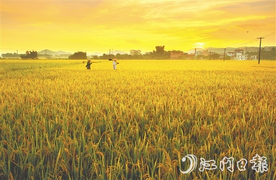 恩平大米富含硒元素，這一得天獨(dú)厚的自然稟賦是區(qū)別于其他產(chǎn)區(qū)大米的核心特質(zhì)之一。