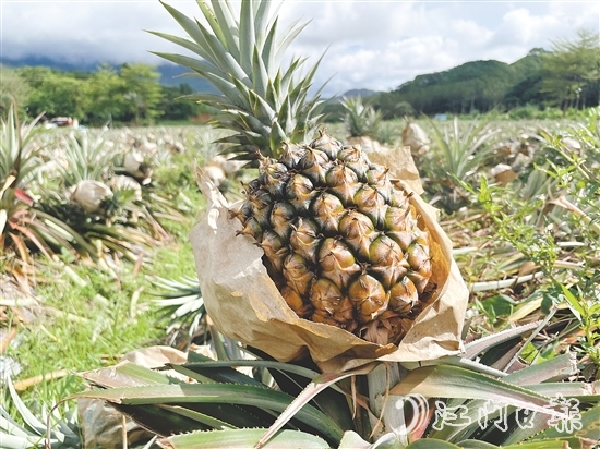 那吉鎮(zhèn)遠(yuǎn)離工業(yè)污染，山清水秀，雨水充沛，氣候溫暖，種出來(lái)的鳳梨品質(zhì)優(yōu)良。