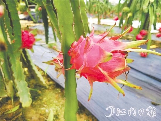 紅肉火龍果甜度高、營(yíng)養(yǎng)價(jià)值豐富。