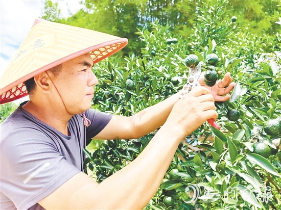 譚家武正在采摘小青柑。