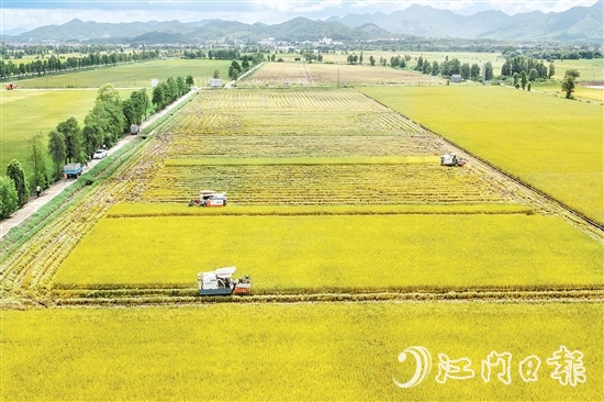 莘村村位于“廣東第一田”萬畝高產(chǎn)示范片核心區(qū)，科技賦能的強勁浪潮以磅礴之勢重塑這片土地的面貌與內(nèi)核，煥發(fā)全新生機與活力。
