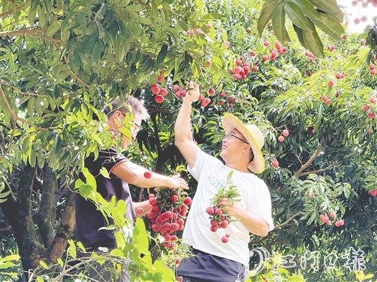 游客開心采摘荔枝，果園內一片歡聲笑語。