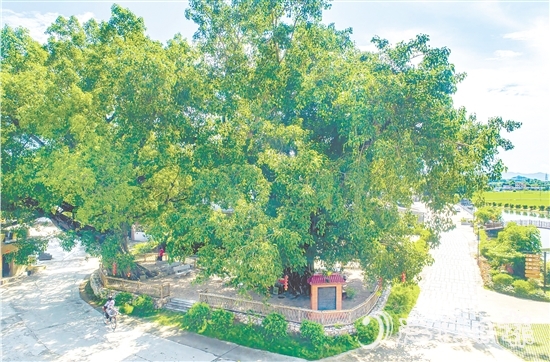 廣海鎮(zhèn)靖安村緊緊圍繞得天獨厚的“綠色瑰寶”，全力打造獨具“海絲”風情的菩提古樹公園。