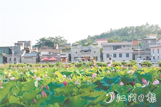 荷花嘉年華開幕以荷為紐帶，精心策劃多個(gè)特色環(huán)節(jié)，為游客帶來沉浸式體驗(yàn)。