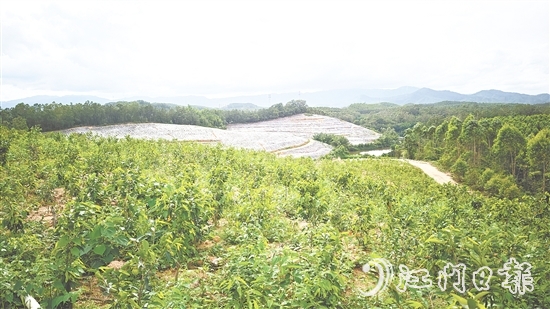 鶴城鎮(zhèn)坑尾村搶抓政策機遇，整合土地資源，成功引入廣東華南鶴香農(nóng)業(yè)發(fā)展有限公司投資約2億元，孵化沉香產(chǎn)業(yè)“一條鏈”。
