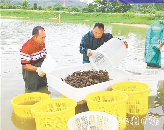 桃源蟠光村大力發(fā)展澳洲藍龍蝦養(yǎng)殖產(chǎn)業(yè)，村集體經(jīng)濟每年增收15萬元。