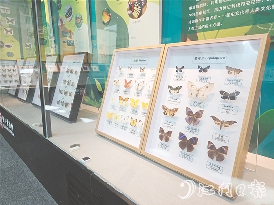 精美的昆蟲標(biāo)本引人注目。