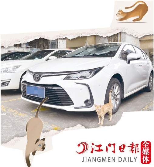 車主停車時(shí)，盡量減少停在流浪貓出沒的地方。